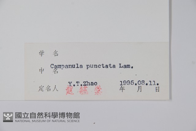 紫斑風鈴草藏品圖，第2張