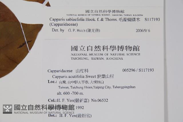 毛瓣蝴蝶木藏品圖，第2張