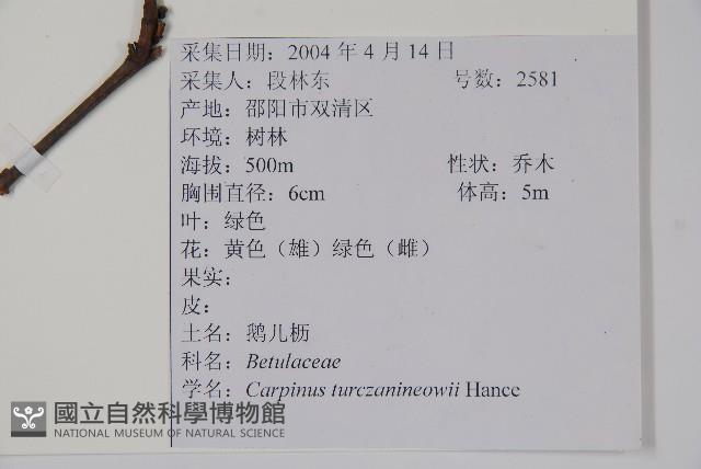 鵝耳櫪藏品圖，第2張