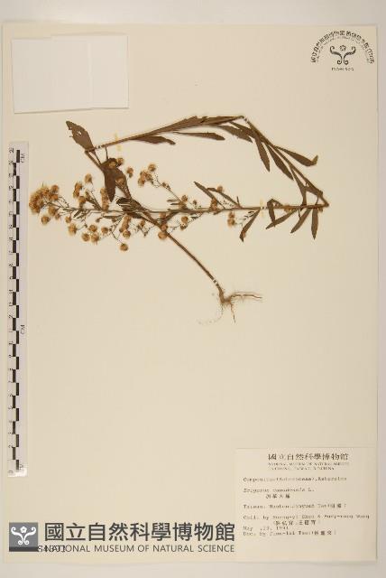 加拿大蓬藏品圖，第1張