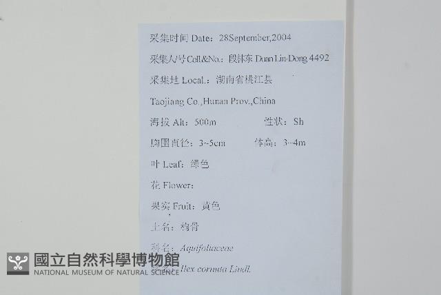 枸骨藏品圖，第2張