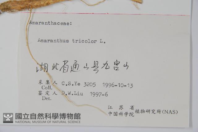 雁來紅、紅莧、老少年藏品圖，第2張