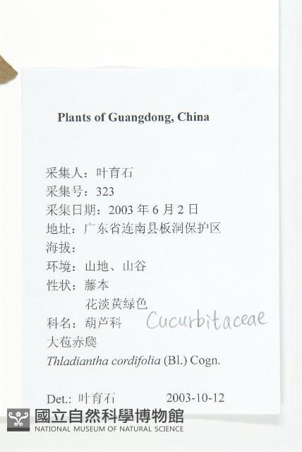 大苞赤瓟藏品圖，第2張