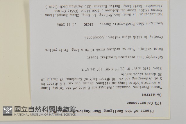 顯柱南蛇藤藏品圖，第2張