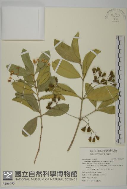 交趾衛矛藏品圖，第1張