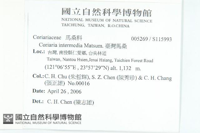 臺灣馬桑藏品圖，第2張