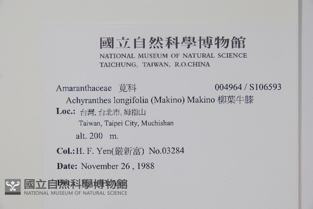 柳葉牛膝藏品圖，第2張