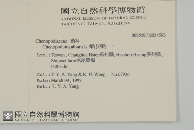 藜、灰藜藏品圖，第2張