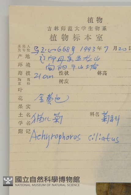 貓兒菊藏品圖，第2張