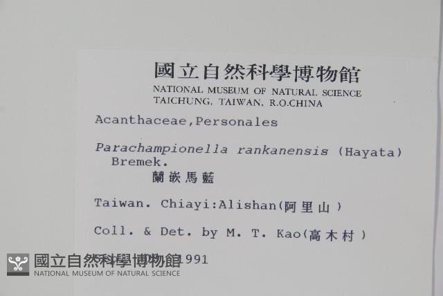 翅柄馬藍藏品圖，第2張