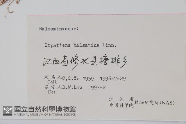 鳳仙花藏品圖，第2張