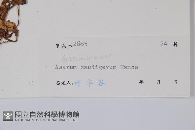 薄葉細辛、尾花細辛藏品圖，第2張