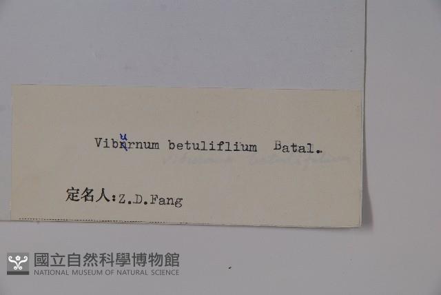 樺葉莢迷、玉山莢迷藏品圖，第2張