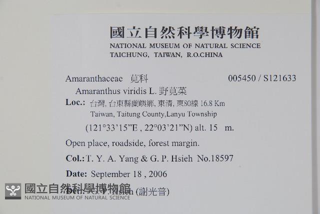 野莧菜藏品圖，第2張