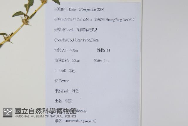 刺莧藏品圖，第2張