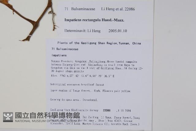 直角鳳仙花藏品圖，第2張