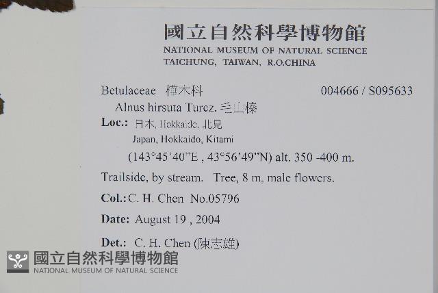遼東赤楊，遼東榿木，毛赤楊藏品圖，第2張