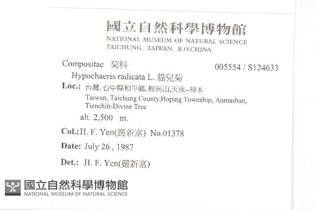 貓兒菊藏品圖，第2張