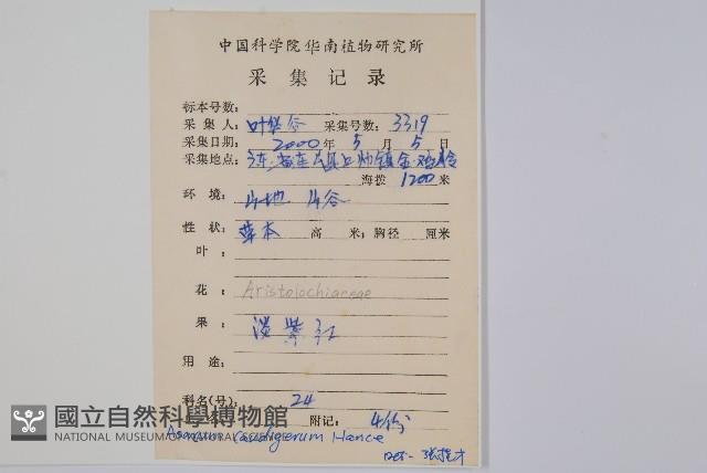 薄葉細辛、尾花細辛藏品圖，第2張