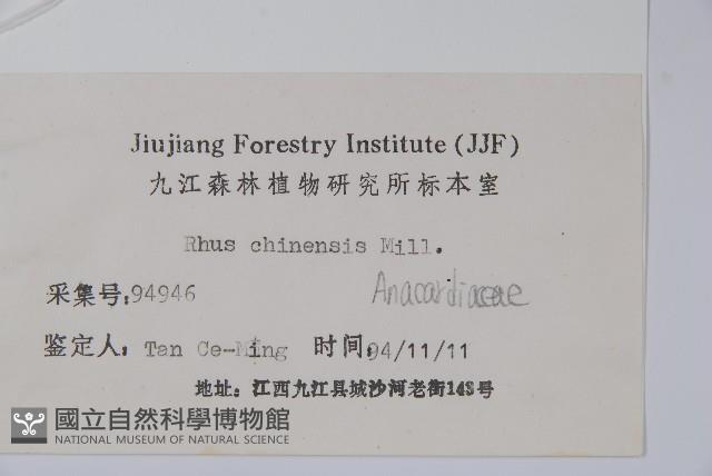 鹽膚木藏品圖，第2張