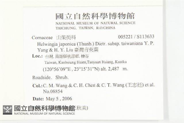 臺灣青莢葉藏品圖，第2張