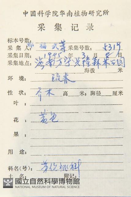 大花五椏果藏品圖，第2張