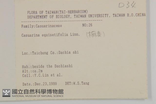 木麻黃藏品圖，第2張