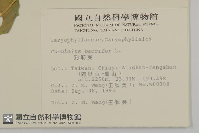 狗筋蔓藏品圖，第2張