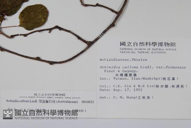 硬齒獼猴桃藏品圖，第2張