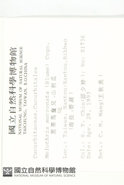 黑果馬交兒藏品圖，第2張