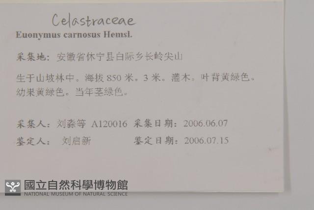 厚葉衛矛, 源一木藏品圖，第2張