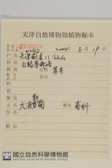 大波斯菊藏品圖，第2張