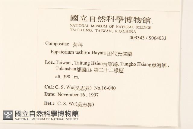 田代氏澤蘭藏品圖，第2張