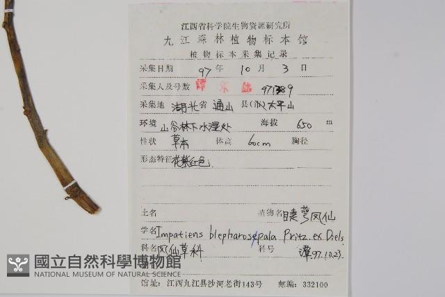 睫毛萼鳳仙花藏品圖，第2張