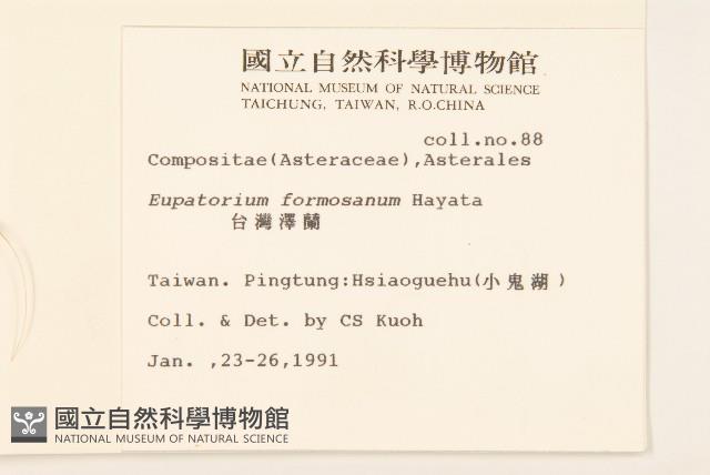 臺灣澤蘭藏品圖，第2張