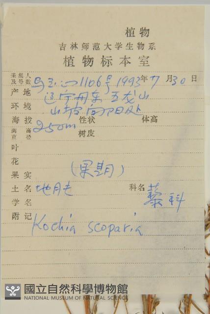 地膚、掃手草藏品圖，第2張