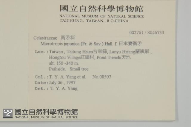日本賽衛矛、日本假衛矛藏品圖，第2張