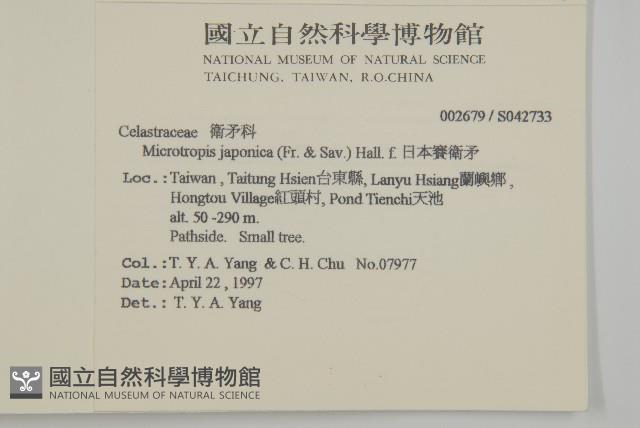 日本賽衛矛、日本假衛矛藏品圖，第2張