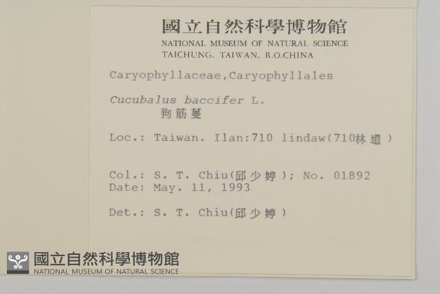 狗筋蔓藏品圖，第2張