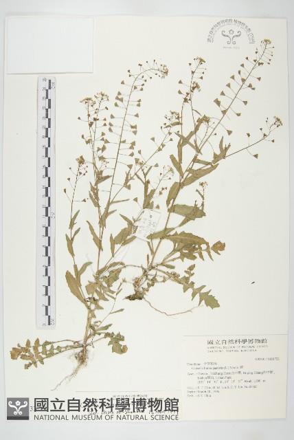 薺藏品圖，第1張