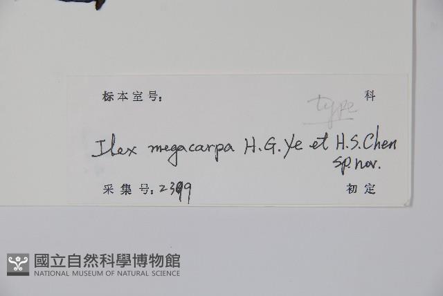 巨果冬青藏品圖，第2張