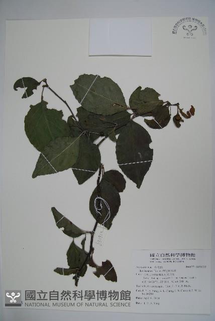 草野氏冬青藏品圖，第1張