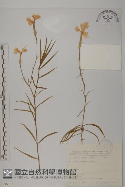 玉山石竹藏品圖，第1張