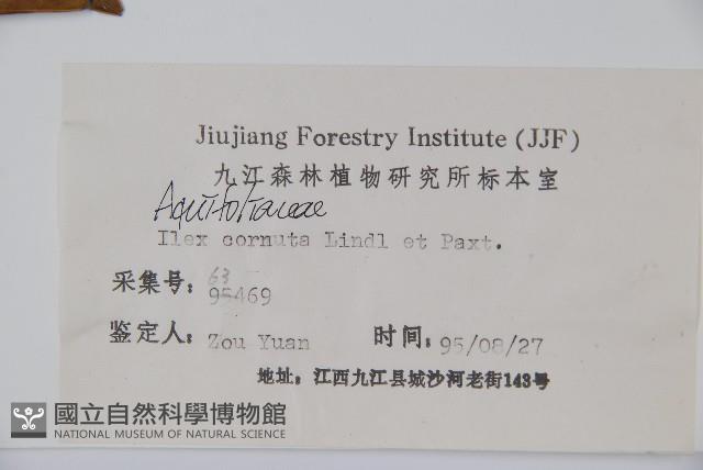 枸骨藏品圖，第2張