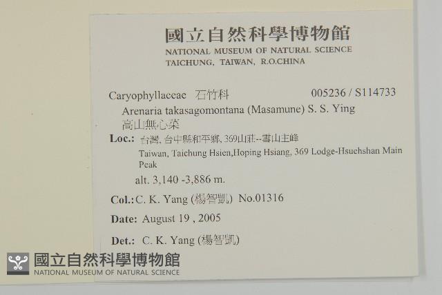 高山無心菜藏品圖，第2張