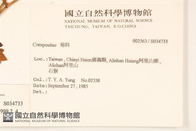 矮菊藏品圖，第2張