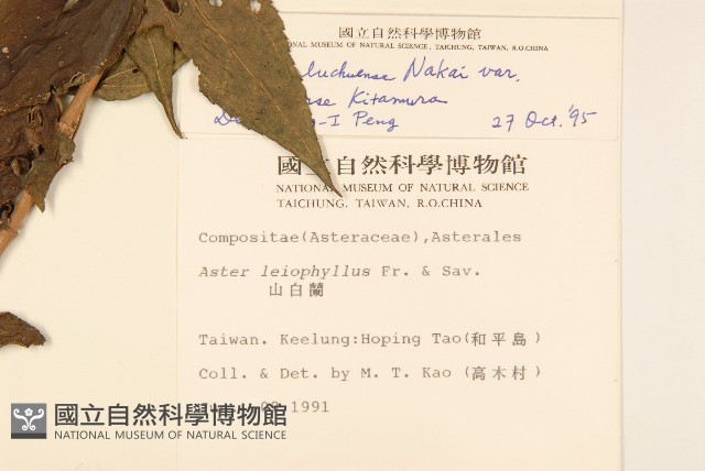 琉球澤蘭藏品圖，第2張