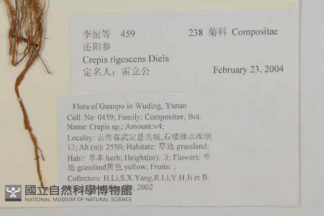 還陽參藏品圖，第2張