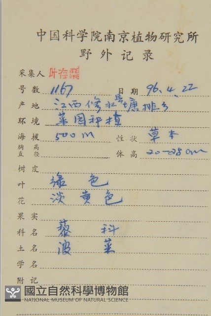 菠菜、菠菱菜藏品圖，第2張