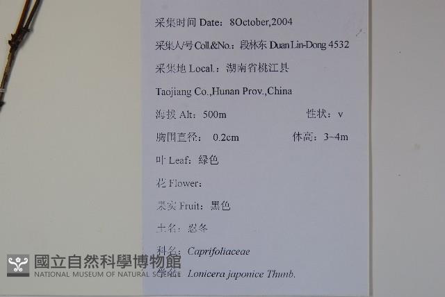 忍冬、金銀花藏品圖，第2張